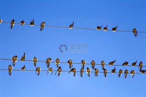 一群燕子 有名的照片